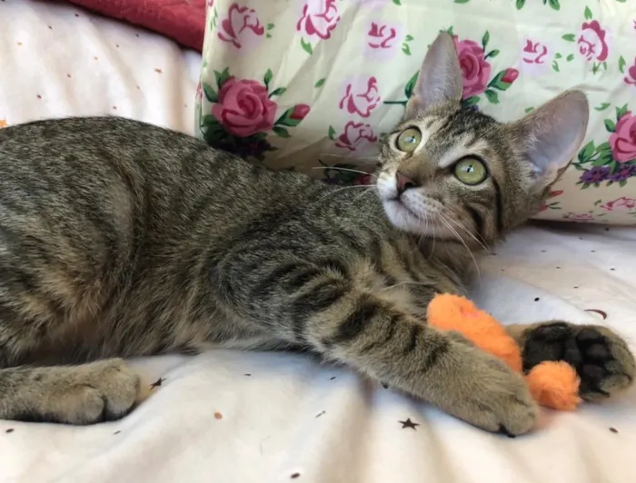 Gato ra a SRD idade 2 a 6 meses nome AMEIXA