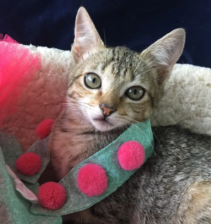 Gato ra a SRD idade 2 a 6 meses nome AMEIXA