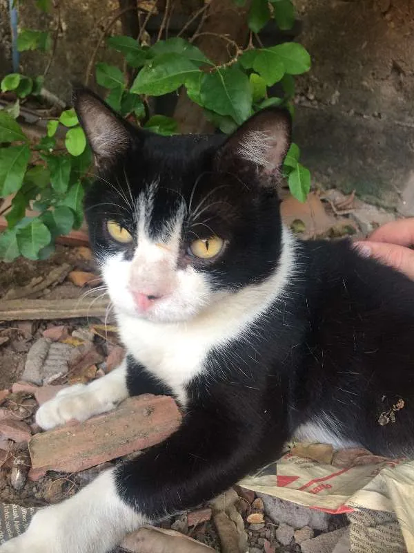 Gato ra a Brasileiro idade 2 anos nome Téo