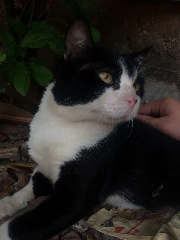 Gato ra a Brasileiro idade 2 anos nome Téo