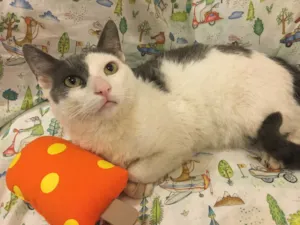 Gato raça SRD idade 1 ano nome MOUSSE