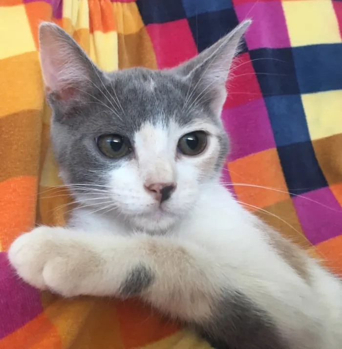 Gato ra a SRD idade 2 a 6 meses nome BISCUIT