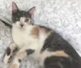 BISCUIT
