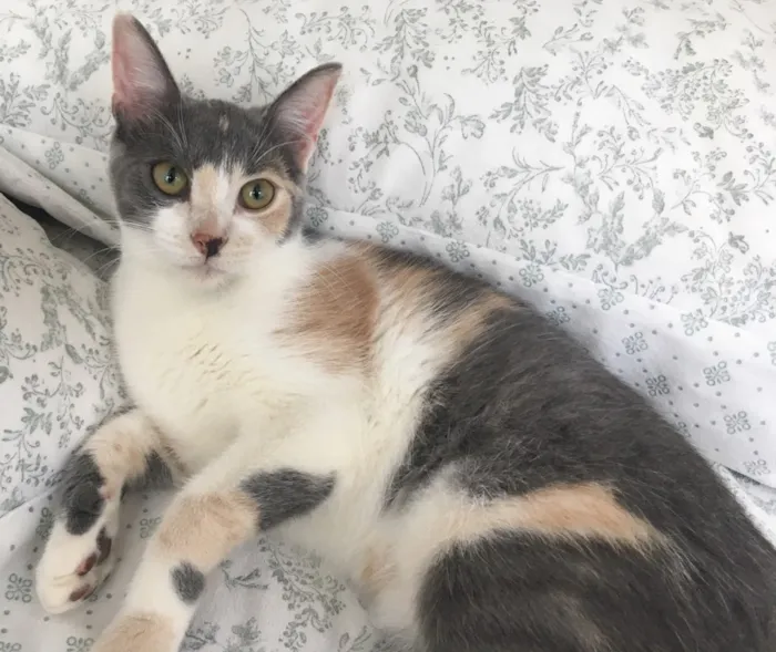 Gato ra a SRD idade 2 a 6 meses nome BISCUIT