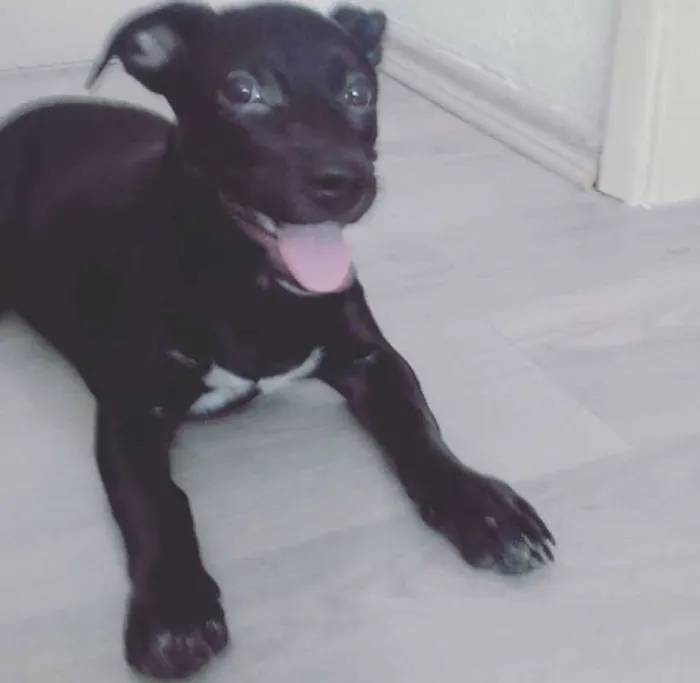 Cachorro ra a SRD idade 7 a 11 meses nome Nina
