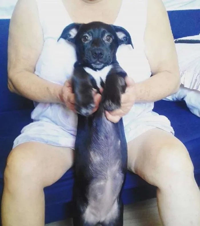Cachorro ra a SRD idade 7 a 11 meses nome Nina