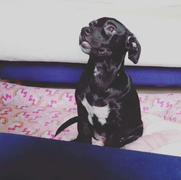 Cachorro ra a SRD idade 7 a 11 meses nome Nina