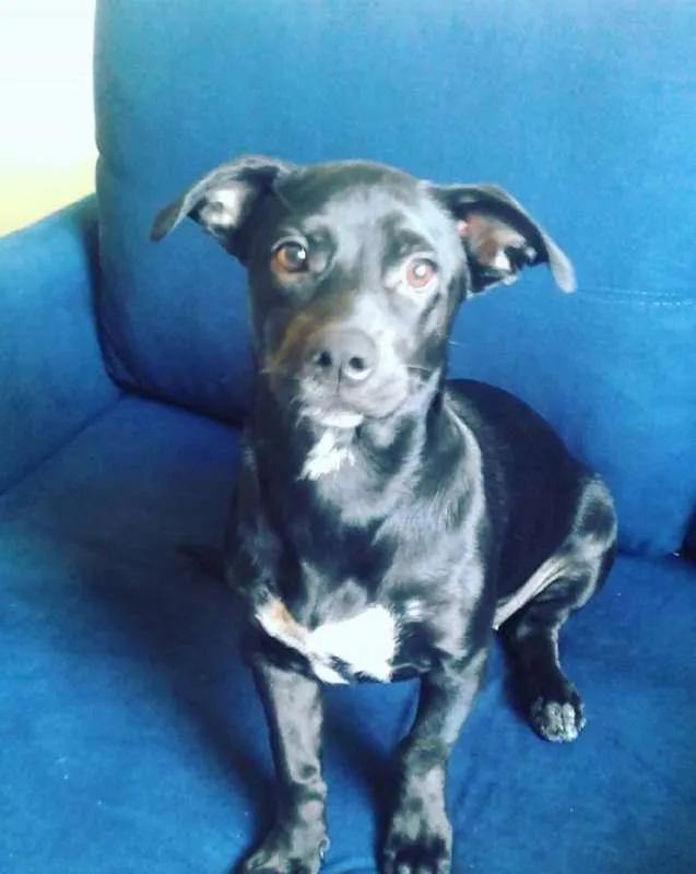 Cachorro ra a SRD idade 7 a 11 meses nome Nina