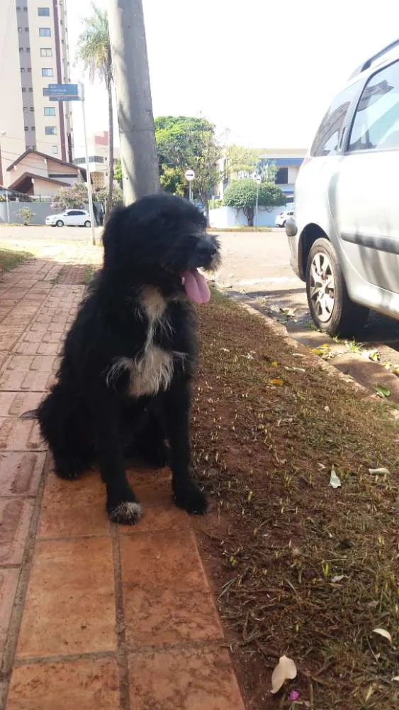 Cachorro ra a Srd  idade 1 ano nome Desconhecido 