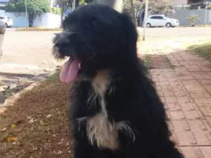 Cachorro raça Srd  idade 1 ano nome Desconhecido 