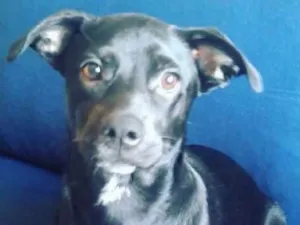 Cachorro raça SRD idade 7 a 11 meses nome Nina