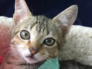 Gato raça SRD idade 2 a 6 meses nome AMEIXA