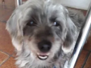 Cachorro raça Srd idade 3 anos nome Bartholomeu