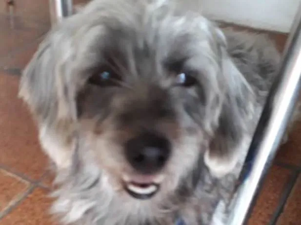 Cachorro ra a Srd idade 3 anos nome Bartholomeu