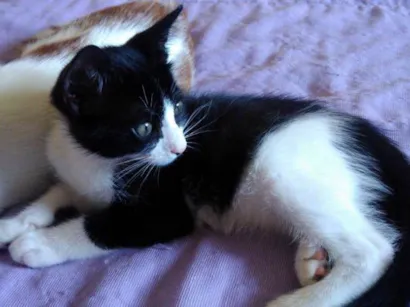 Gato raça Gato  idade Abaixo de 2 meses nome Frajola e fifi