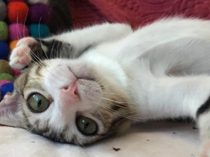 Gato ra a SRD idade 2 a 6 meses nome TÂMARA