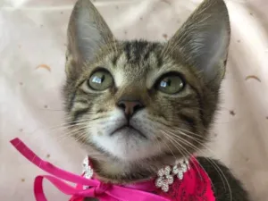 Gato raça SRD idade 2 a 6 meses nome FRAMBOESA