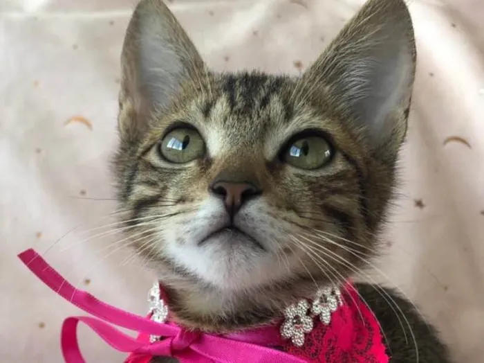 Gato ra a SRD idade 2 a 6 meses nome FRAMBOESA