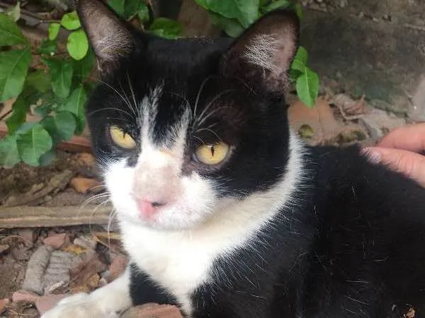 Gato ra a Brasileiro idade 2 anos nome Téo