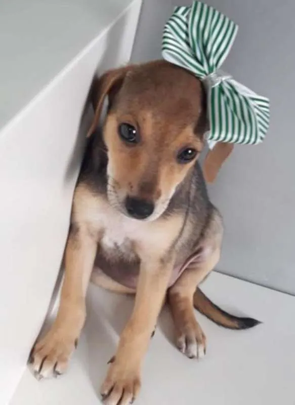 Cachorro ra a SRD idade 2 a 6 meses nome ENGRAÇADINHA