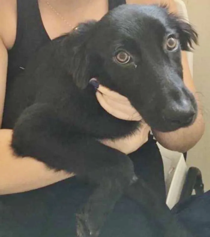 Cachorro ra a SRD idade 2 a 6 meses nome TIÃO