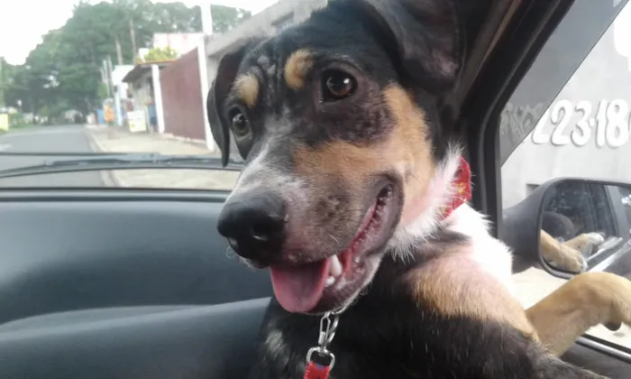 Cachorro ra a SRD idade 7 a 11 meses nome Frida