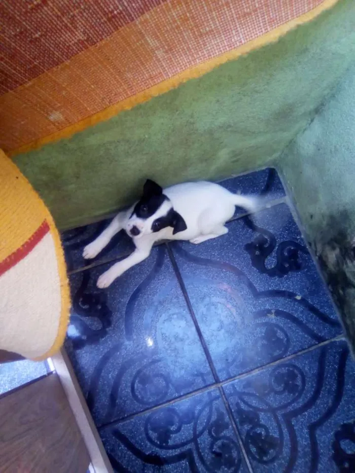 Cachorro ra a Vira lata idade 2 a 6 meses nome Trovao  e mili