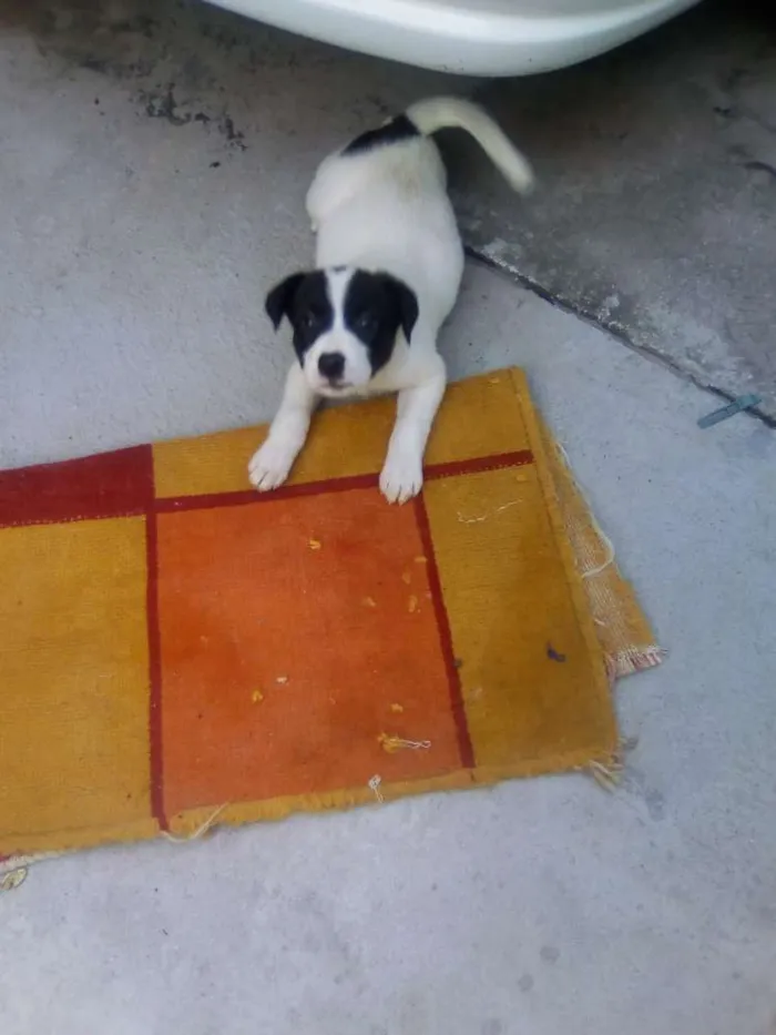 Cachorro ra a Vira lata idade 2 a 6 meses nome Trovao  e mili