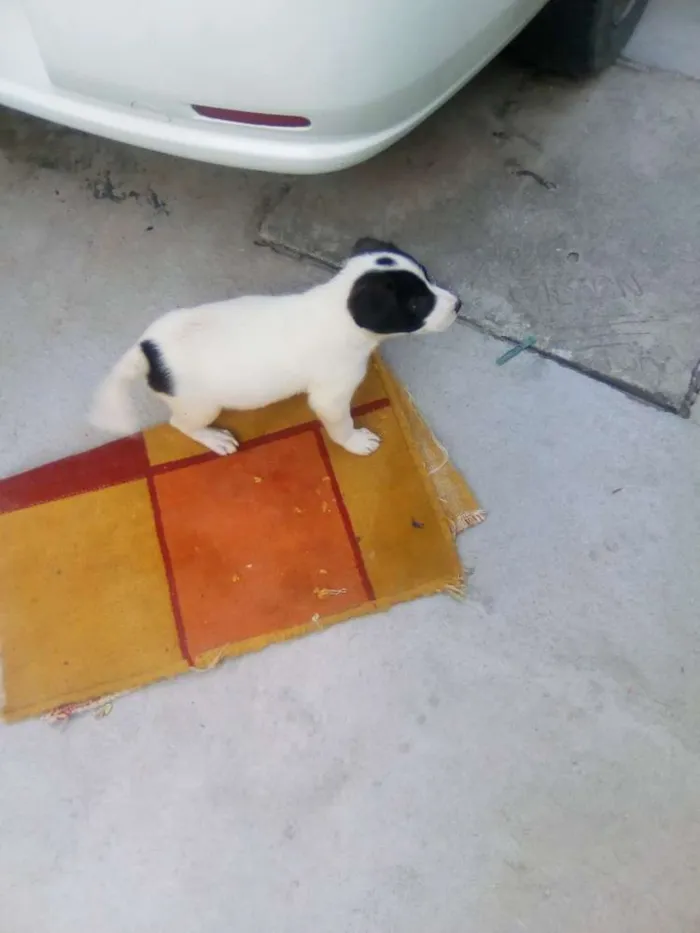Cachorro ra a Vira lata idade 2 a 6 meses nome Trovao  e mili