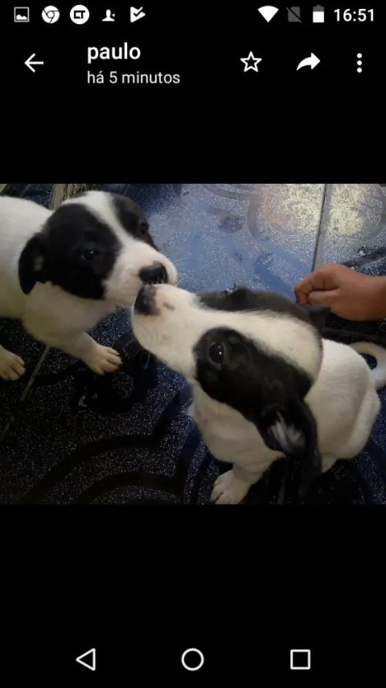 Cachorro ra a Vira lata idade 2 a 6 meses nome Trovao  e mili