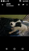 Trovao  e mili
