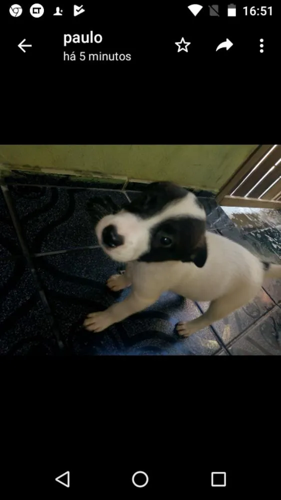 Cachorro ra a Vira lata idade 2 a 6 meses nome Trovao  e mili