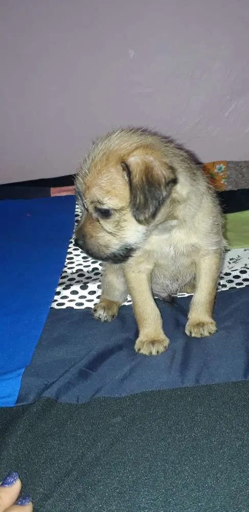 Cachorro ra a S/raça definida idade 2 a 6 meses nome Pitôco