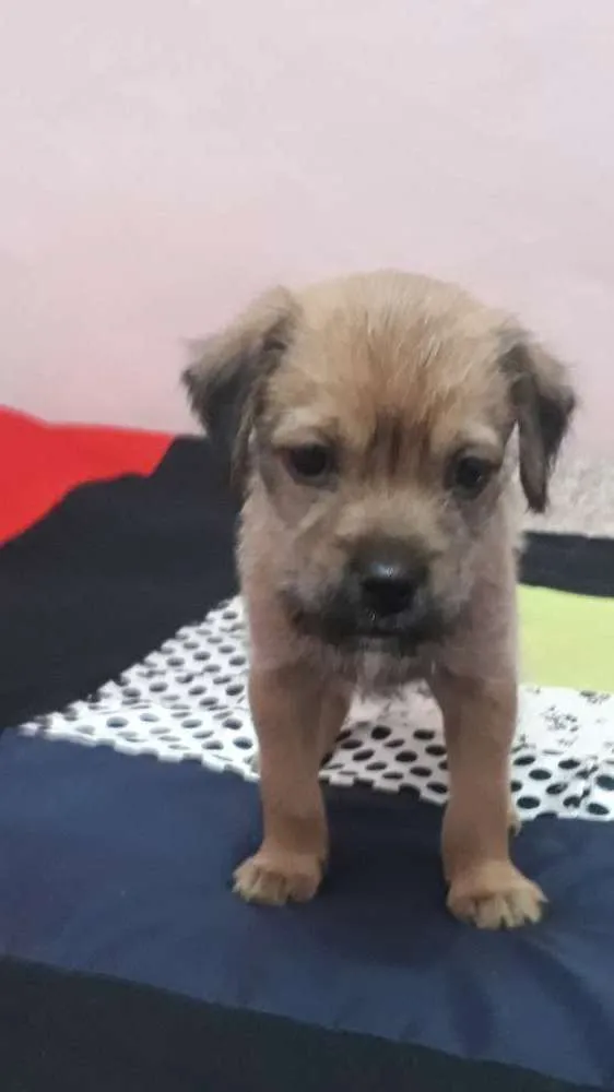 Cachorro ra a S/raça definida idade 2 a 6 meses nome Pitôco