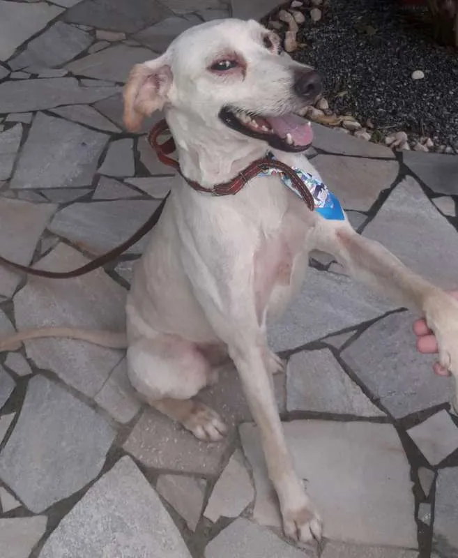 Cachorro ra a srd idade 3 anos nome Duque1