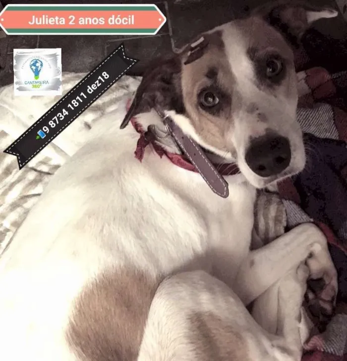 Cachorro ra a srd idade 2 anos nome Julieta