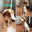 Pipoka