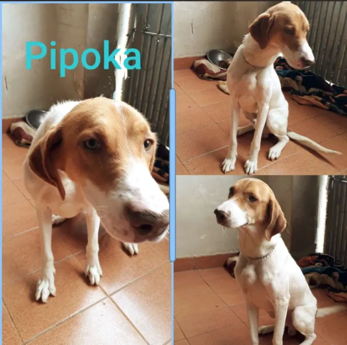 Cachorro ra a Srd idade 3 anos nome Pipoka