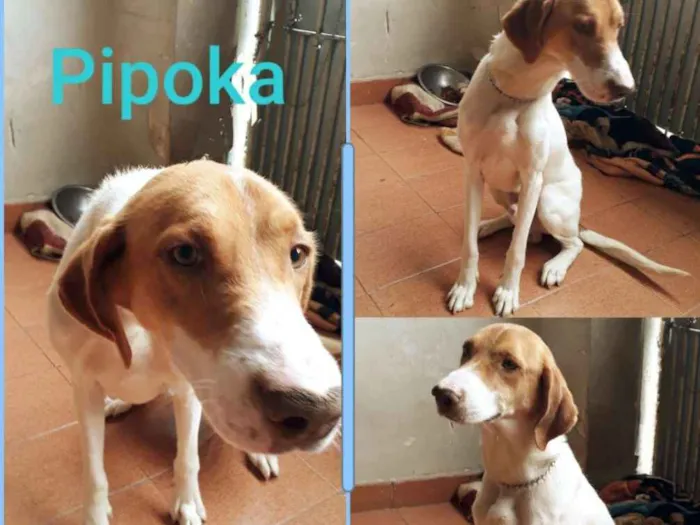 Cachorro ra a Srd idade 3 anos nome Pipoka