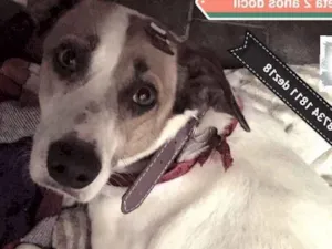 Cachorro raça srd idade 2 anos nome Julieta