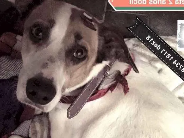 Cachorro ra a srd idade 2 anos nome Julieta