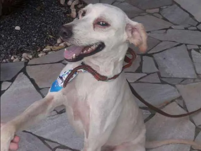 Cachorro ra a srd idade 3 anos nome Duque1