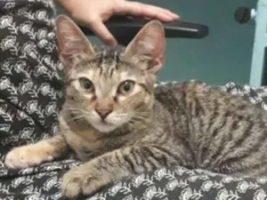 Gato raça srd idade 2 a 6 meses nome Tiger
