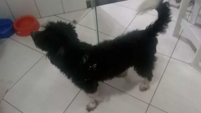 Cachorro raça Mestiço idade 3 anos nome Fredh