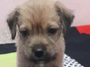 Cachorro raça S/raça definida idade 2 a 6 meses nome Pitôco