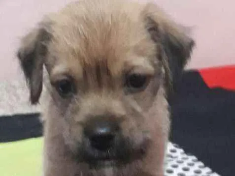 Cachorro ra a S/raça definida idade 2 a 6 meses nome Pitôco