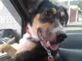 Frida
