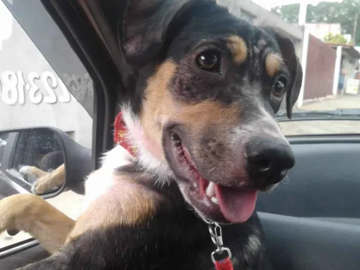 Cachorro ra a SRD idade 7 a 11 meses nome Frida