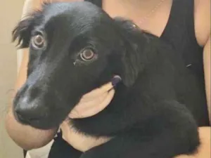 Cachorro raça SRD idade 2 a 6 meses nome TIÃO