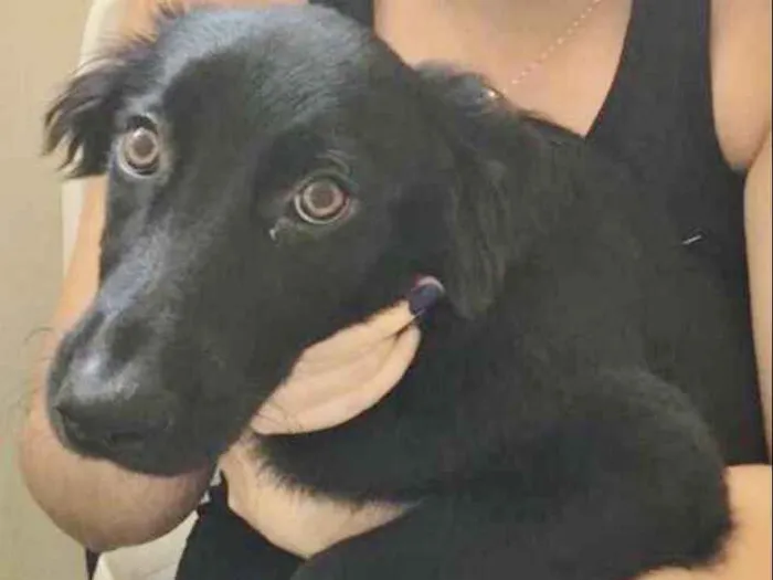 Cachorro ra a SRD idade 2 a 6 meses nome TIÃO